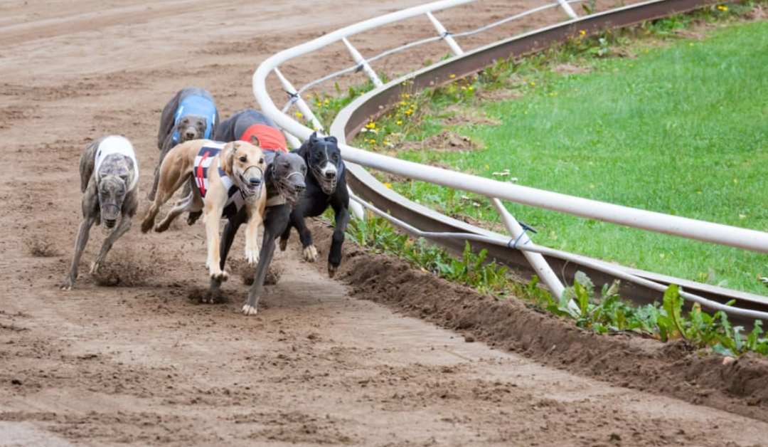 Fa’anatinati le tūlāfono ‘e tāofia ai le tapē ‘e tagata ‘o a lātou ta’ifau tutu’u ‘o greyhound