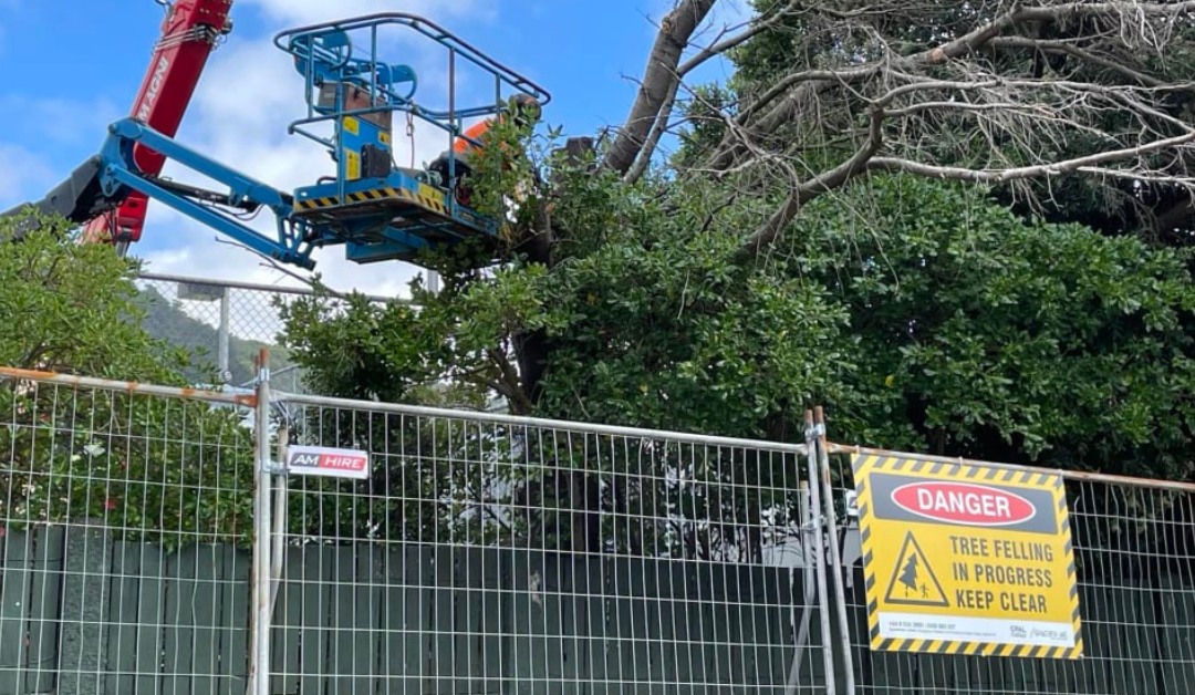 Lē fiafia tuā’oi ‘i le tatū’uga ‘o lā’au ‘i tafatafa ‘o le Kolisi ‘a le Wellington Girls