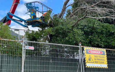 Lē fiafia tuā’oi ‘i le tatū’uga ‘o lā’au ‘i tafatafa ‘o le Kolisi ‘a le Wellington Girls