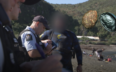 Fa’ateteleina le gāoi pāua ‘i Uēligitone – 30% ‘o tagata na siaki, ‘ua solia le tūlāfono