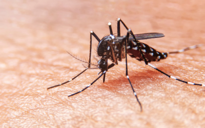 Maliu se tamaititi ā’oga ‘i Fiti ‘i le Dengue Fever
