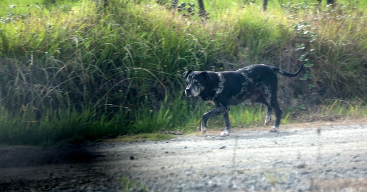 Severe jail terms needed for owners of ‘homicidal dogs’, Shane Jones says after Northland mauling