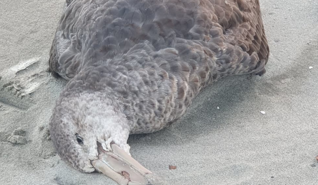 Fa’amāonia le fa’ama’i o le Bird Flu po’o le fa’ama’i ‘e maua ai manufelelei ma moa ‘i totonu o Niu Sila