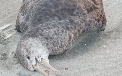 Fa’amāonia le fa’ama’i o le Bird Flu po’o le fa’ama’i ‘e maua ai manufelelei ma moa ‘i totonu o Niu Sila