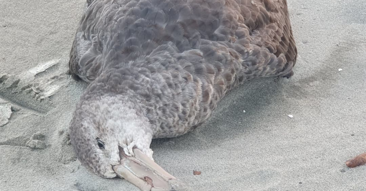 The H5N1 strain of bird flu has been confirmed in NZ. What now